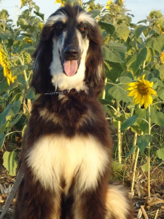 Triaccan Brum Abdalla Pinto Noit - Proprietário: Murilo Rio Verde -GO